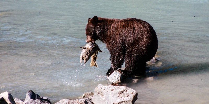 Super Natural British Columbia’s most inspiring wilderness